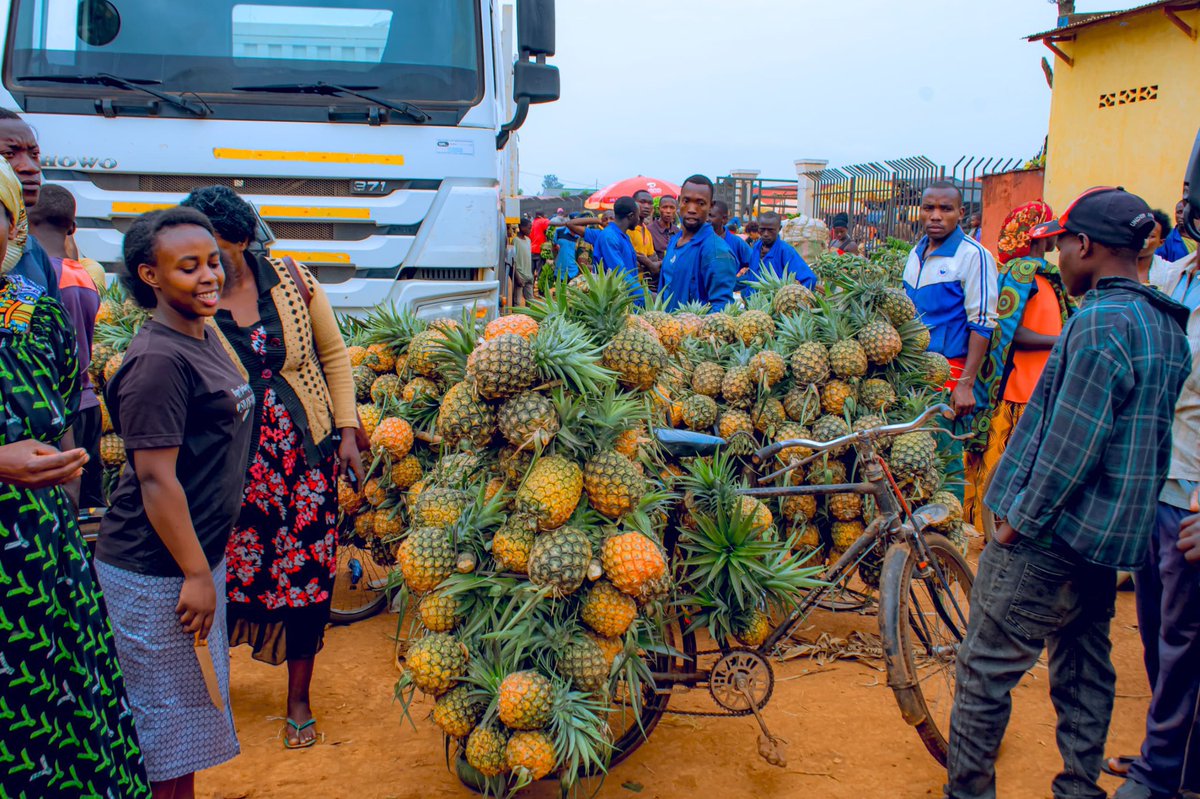 muhaziyacu's tweet photo. Ikorwa ry’umuhanda Ngoma–Ramiro rikomeje gutanga umusaruro mu koroshya ubuhahirane hagati y’Akarere ka Ngoma n’ibindo bice by’igihugu by’umwihariko Umujyi wa Kigali na Bugesera.

Ibi bigaragarira cyane binyuze mu bicuruzwa by’ibitoki n’inanasi ku Isoko rya Gafunzo, aho umubare w’abarema isoko n’abaguzi ukomeje kwiyongera umunsi ku wundi.