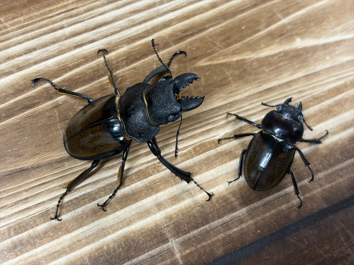 INSECT JOKER official インセクト ジョーカー (@INSECT_JOKER