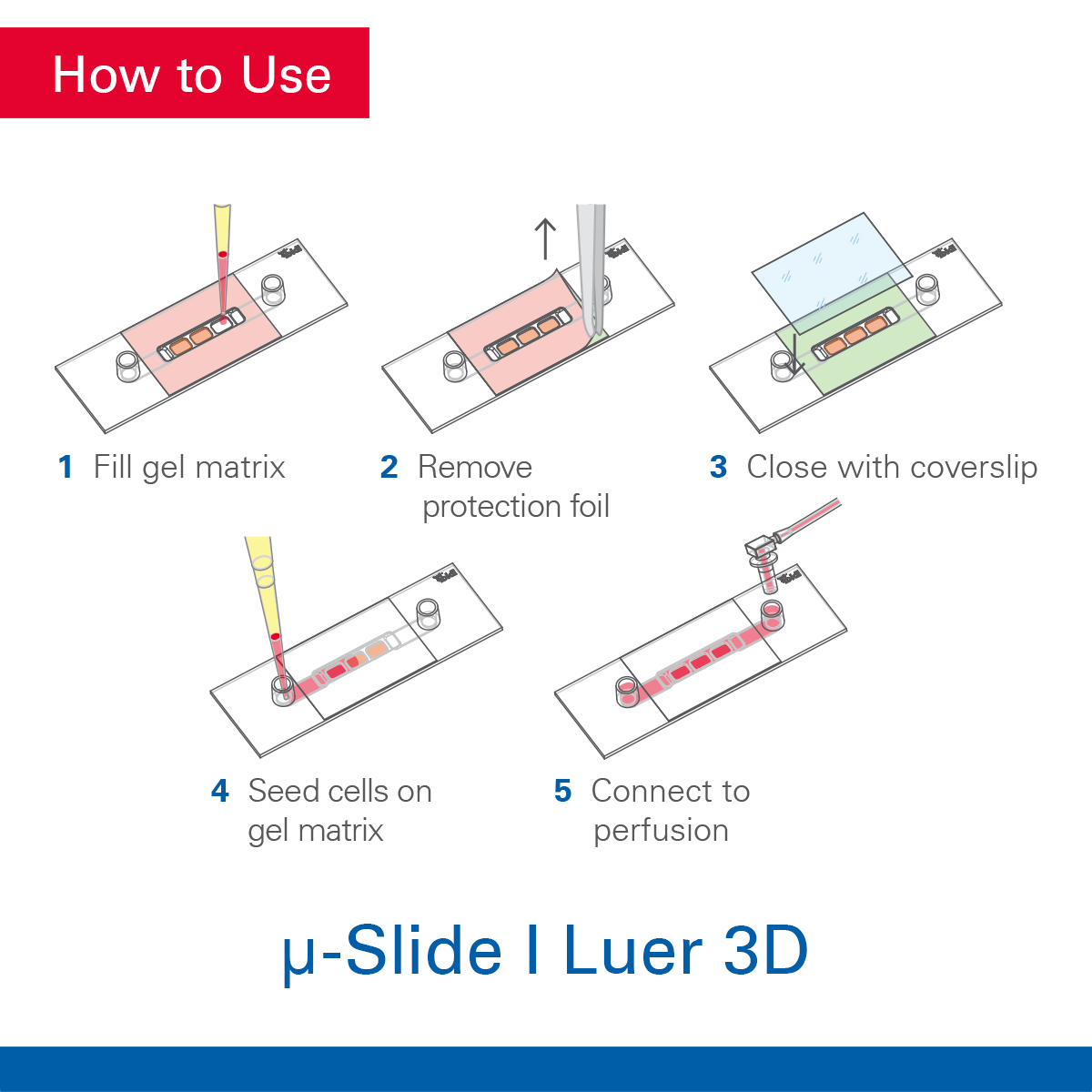 ibidi GmbH tweet media
