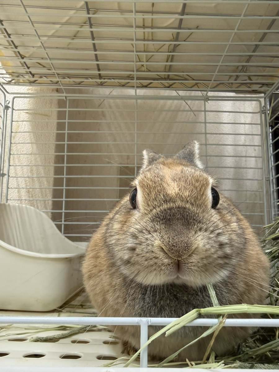 うさぎとひとの幸せを支える会🐰🐰@ペットショップではなく保護うさぎ