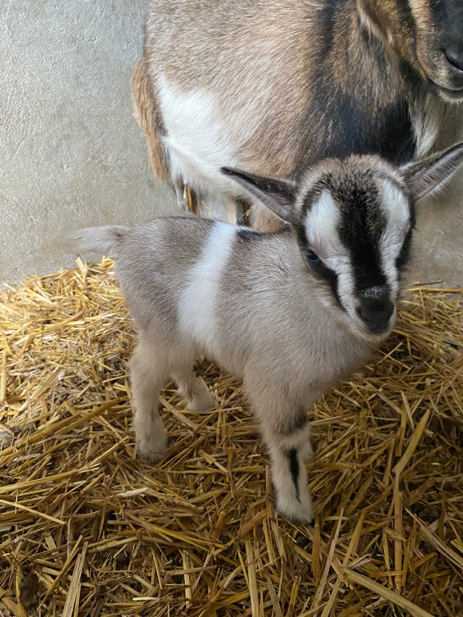 CeiElJarama's tweet photo. 🐐✨ ¡Nuevo integrante en CEI El Jarama!

Le damos la bienvenida a nuestra New baby goat 💛

#CEIElJarama #GranjaEscuela #programasescolares #Naturaleza https://t.co/wzZcsffP0U