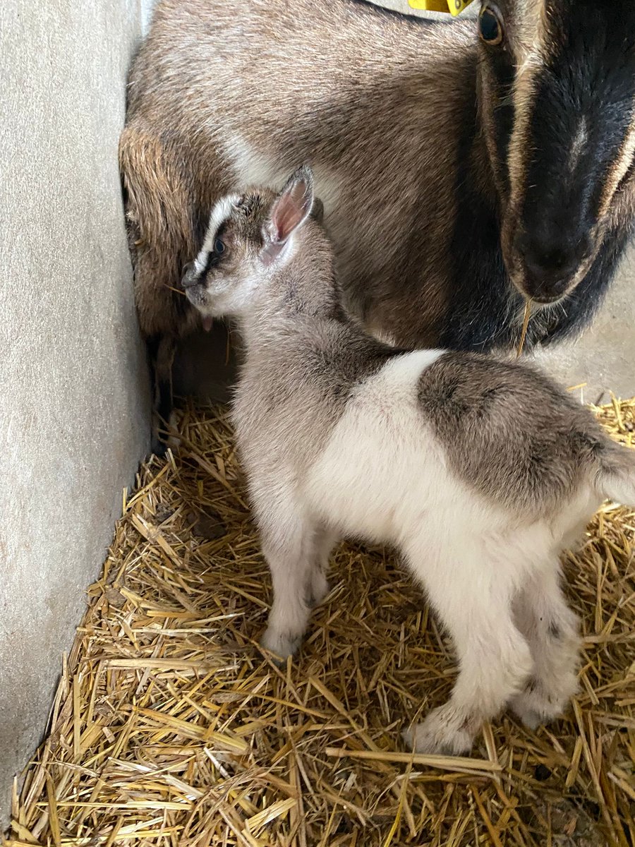CeiElJarama's tweet photo. 🐐✨ ¡Nuevo integrante en CEI El Jarama!

Le damos la bienvenida a nuestra New baby goat 💛

#CEIElJarama #GranjaEscuela #programasescolares #Naturaleza https://t.co/wzZcsffP0U