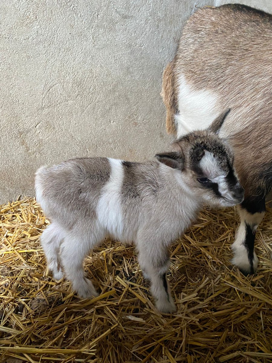 CeiElJarama's tweet photo. 🐐✨ ¡Nuevo integrante en CEI El Jarama!

Le damos la bienvenida a nuestra New baby goat 💛

#CEIElJarama #GranjaEscuela #programasescolares #Naturaleza https://t.co/wzZcsffP0U