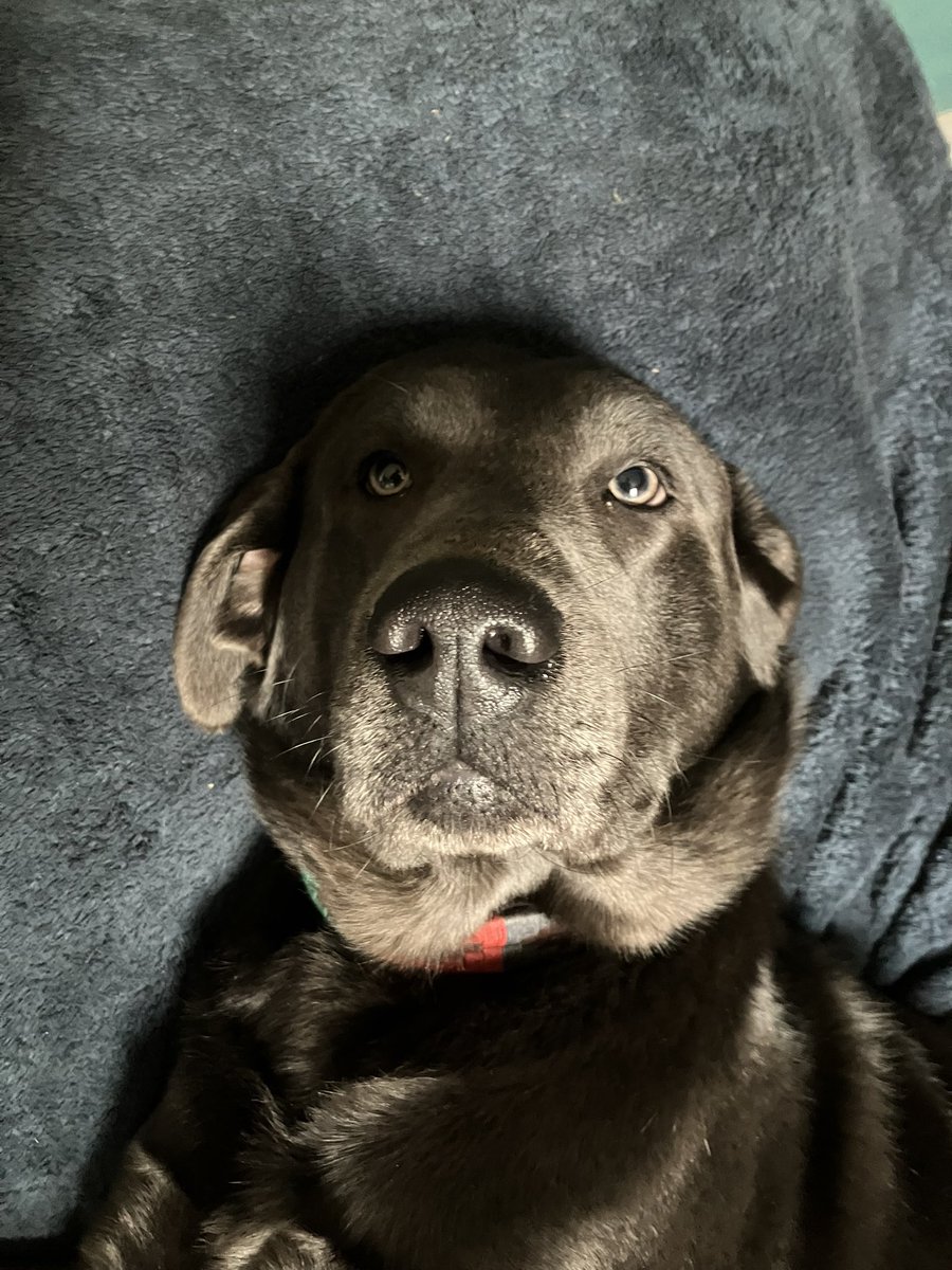 Limpy Lab Max tweet media