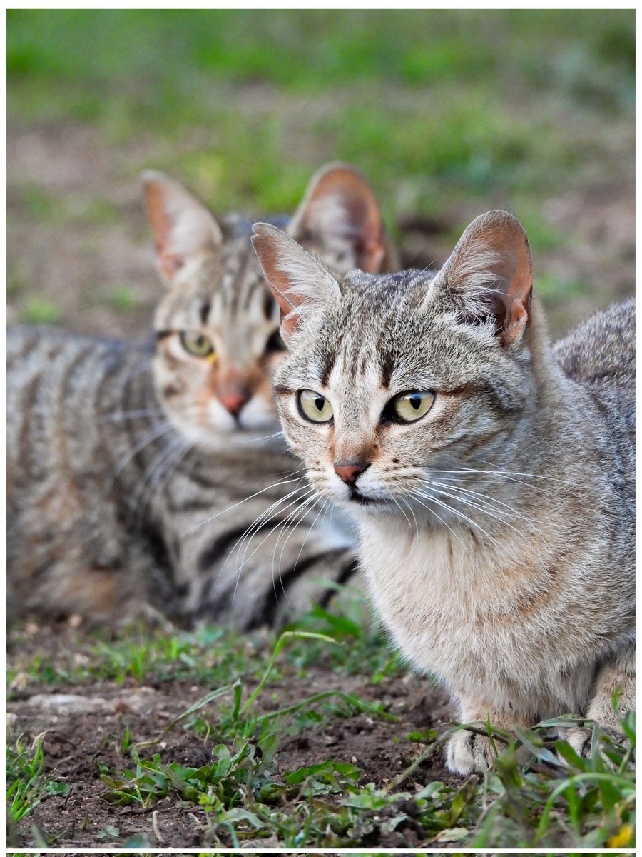 Yama 山 tweet media