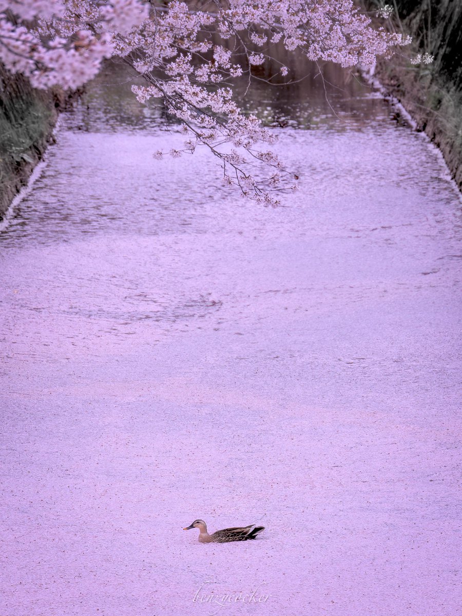 benzycocker's tweet photo. 渋滞知らずの春爛漫ルート。 https://t.co/NISobxbP08
