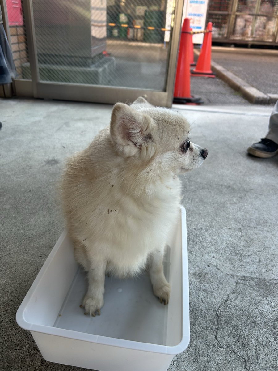 fitopro's tweet photo. 山梨県韮崎市の茅ヶ岳広域農道付近で迷い犬に遭遇しました。  
車に轢かれそうになっていたので、一時保護し、ご近所を何軒か訪ねましたが、飼い主さんは見つかりませんでした。

韮崎市役所にて保護していただきましたので、  お心当たりの方がいらっしゃいましたら、韮崎市役所までご連絡ください。

とても人懐っこくて、可愛い子でした！

#迷い犬　#迷子犬　#山梨