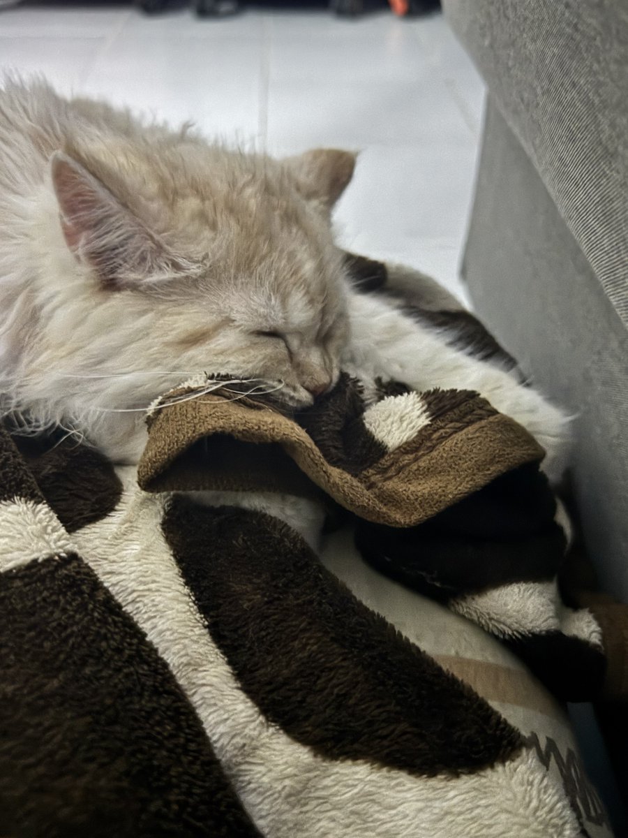waffles always kneads while biting the blanket, then he just falls asleep while still biting the blanket 😆