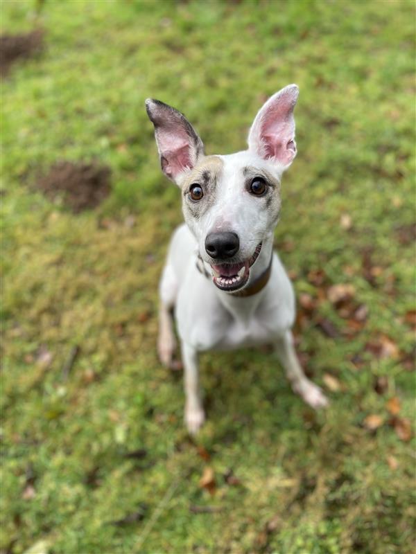 DT_Cumbria's tweet image. The sun is out and everything is Rosey 💮🥀

Lovely lurcher Rosey is all ears as she eagerly awaits to hear about her PAW'tential match!

#littlelurcher #lurcher #sighthound #sighthounds #dogstrustcumbria #dogoftheday @dogstrust