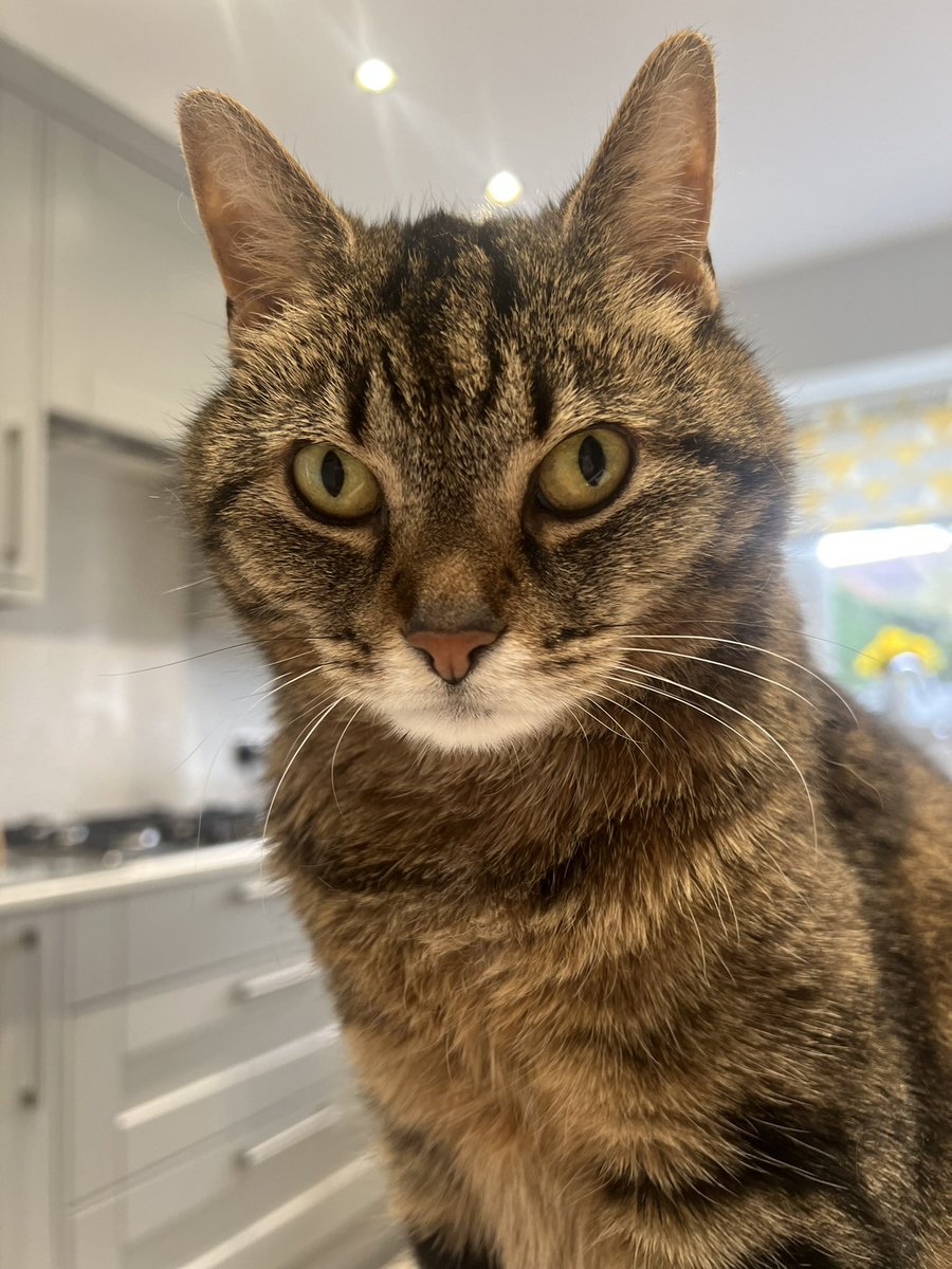 Millie 😸 📚 💚 🦔 tweet media