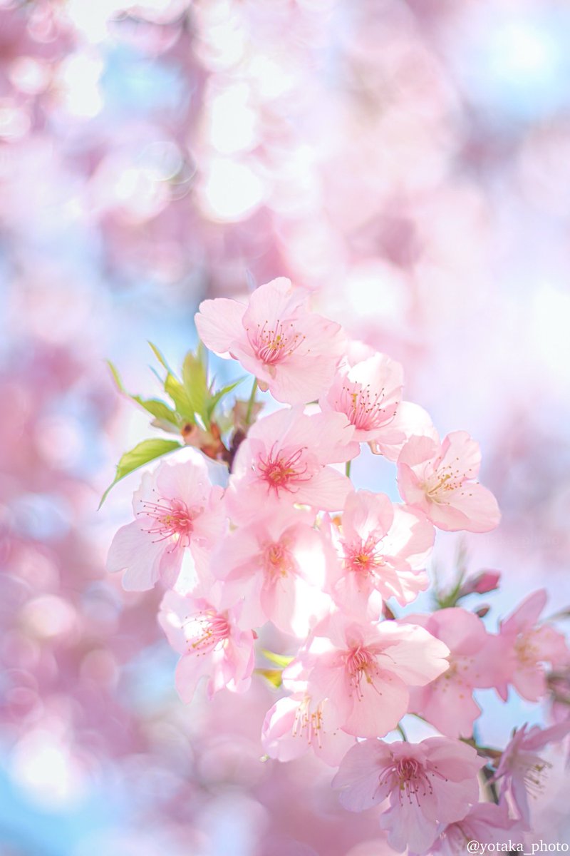今年も咲いた河津桜が可愛くて綺麗