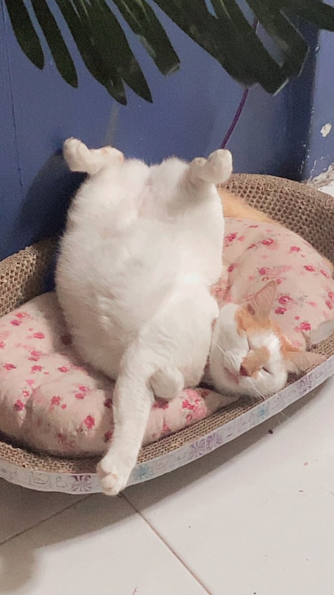 Lyanna Chernovskaya ⛓😈🏴 | ALAMAK COVER ON YT tweet media