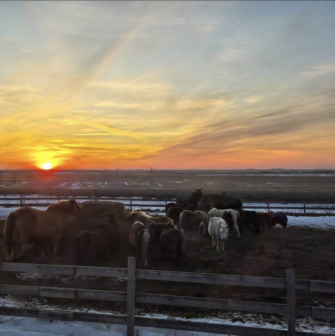 Happy Little Hooves Sanctuary tweet media