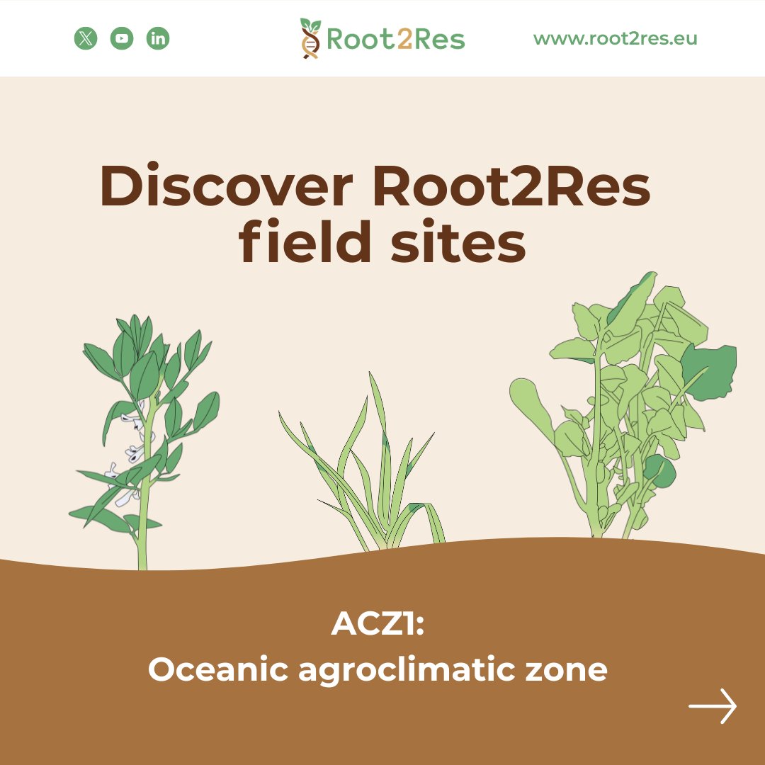 Root2Res tweet media