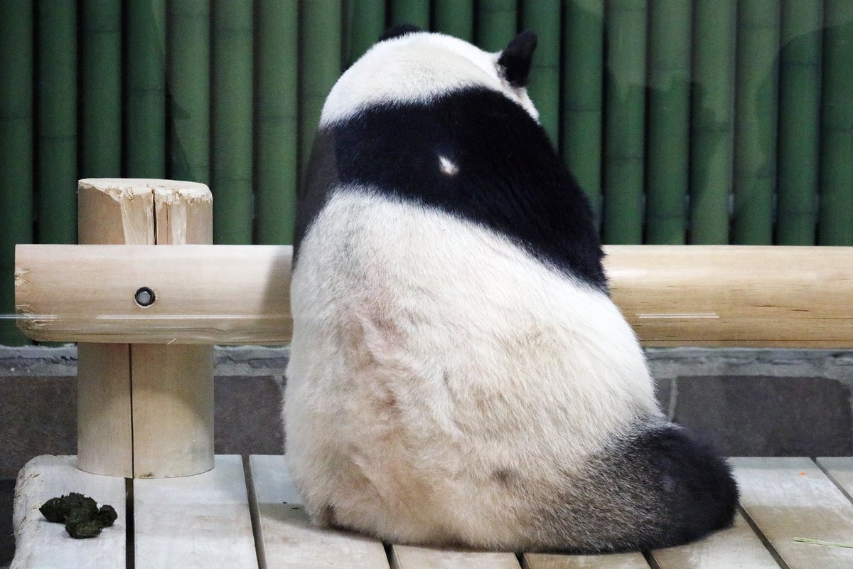 パンダライター 二木繁美｜『水曜日のお嬢様』発売中 (@Pandaexn