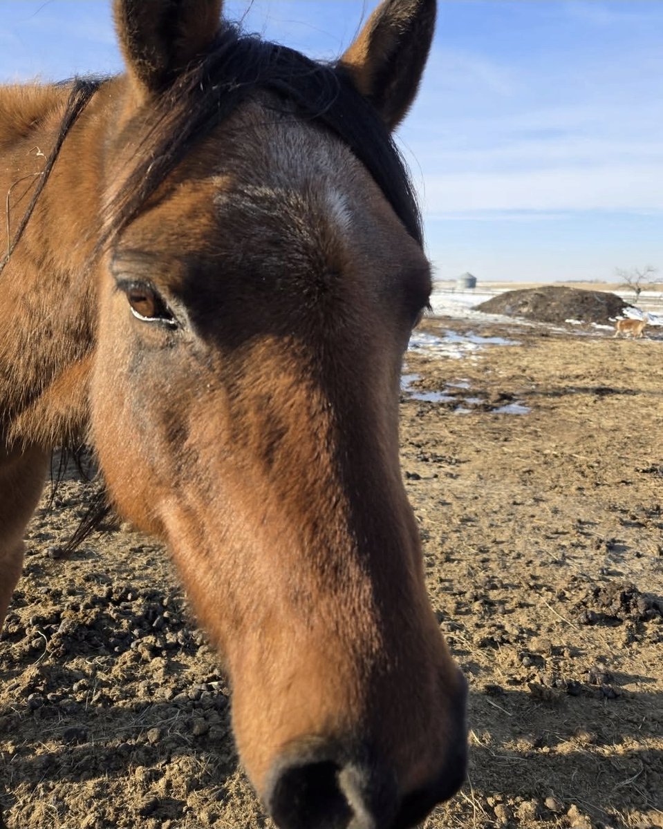 Happy Little Hooves Sanctuary tweet media