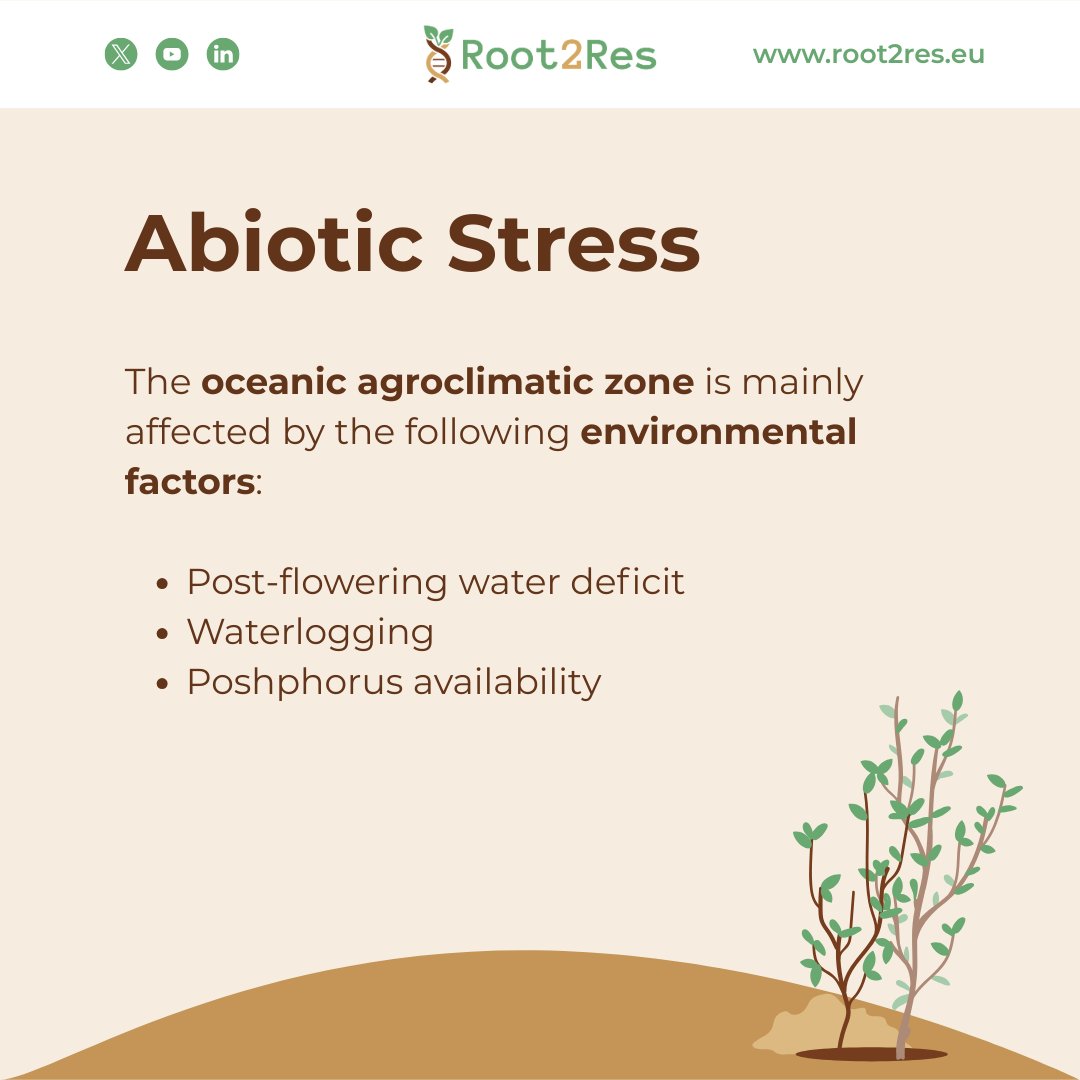 Root2Res tweet media