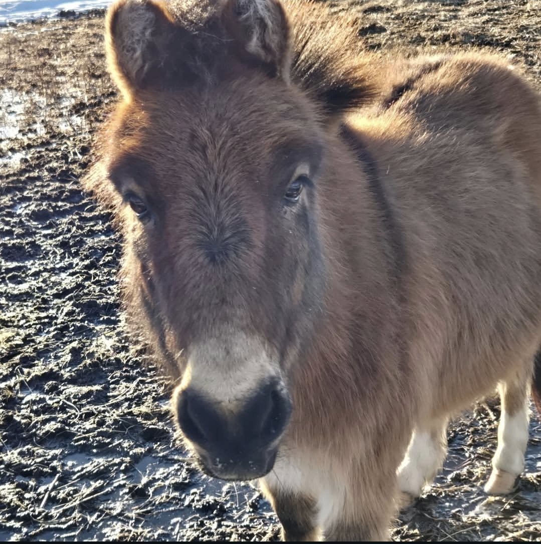 Happy Little Hooves Sanctuary tweet media