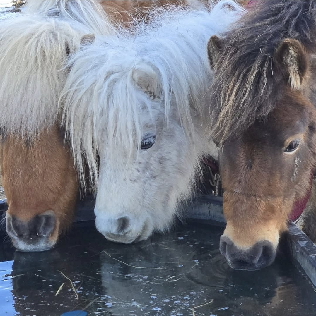 Happy Little Hooves Sanctuary tweet media