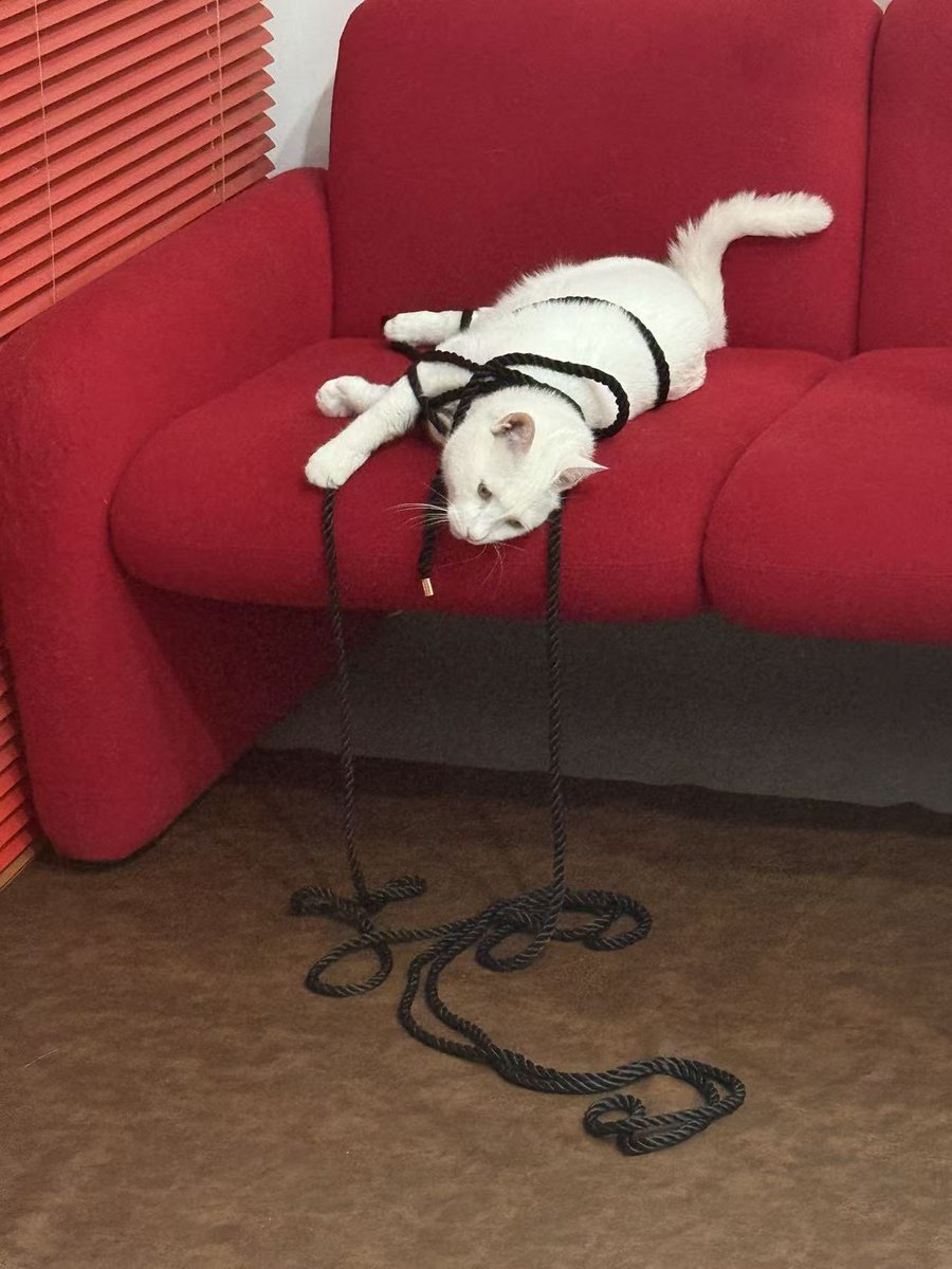 Phyra绯夜 tweet media