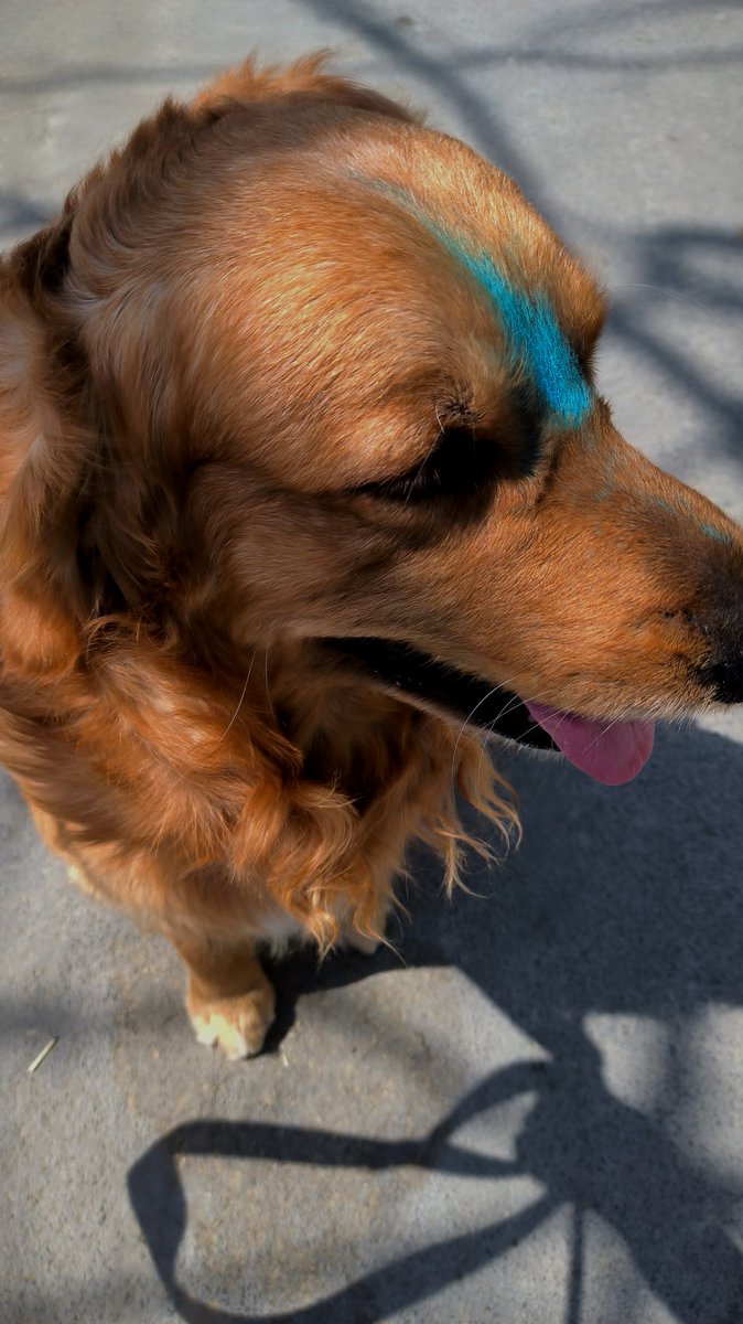 TooterKaDrama's tweet image. My #Holi #Scotch
