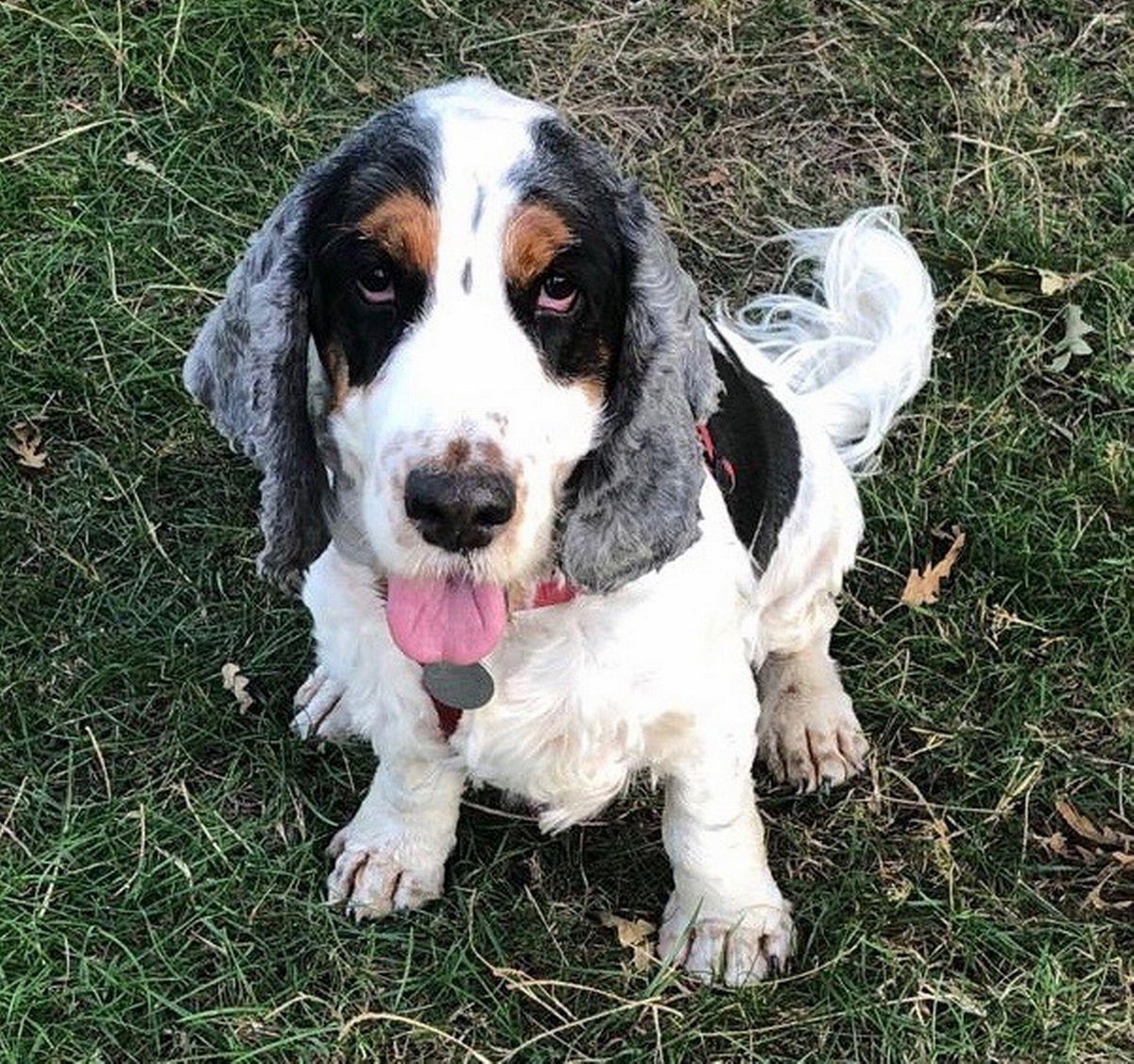 5 years ago today CHESTER was #stolen in Hounslow #TW13 area

Chester is still #missing 💔

CHESTER is a much loved family dog who had been trained to support his owner with her medical needs by alerting her when she reacted to her diabetes

*Reward for Chester's safe return