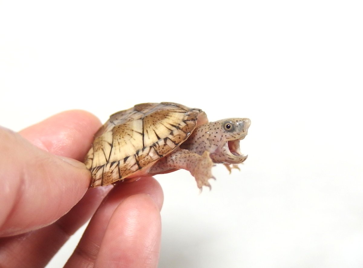 和象亀 (@wazouki) / Posts / X