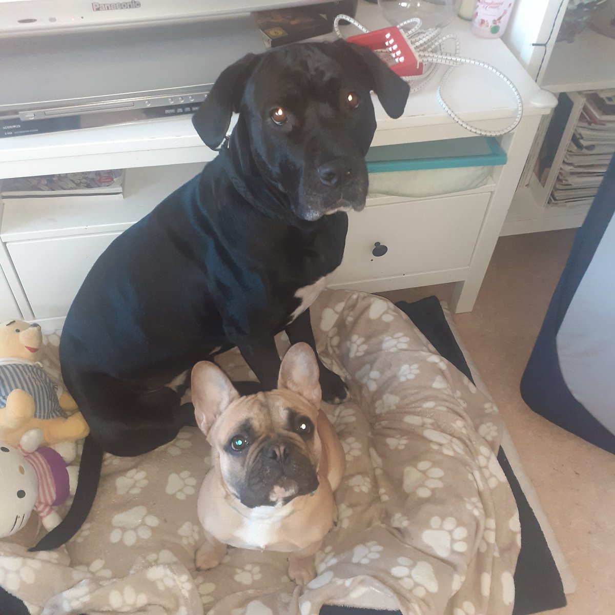 mrs.blooms tweet media