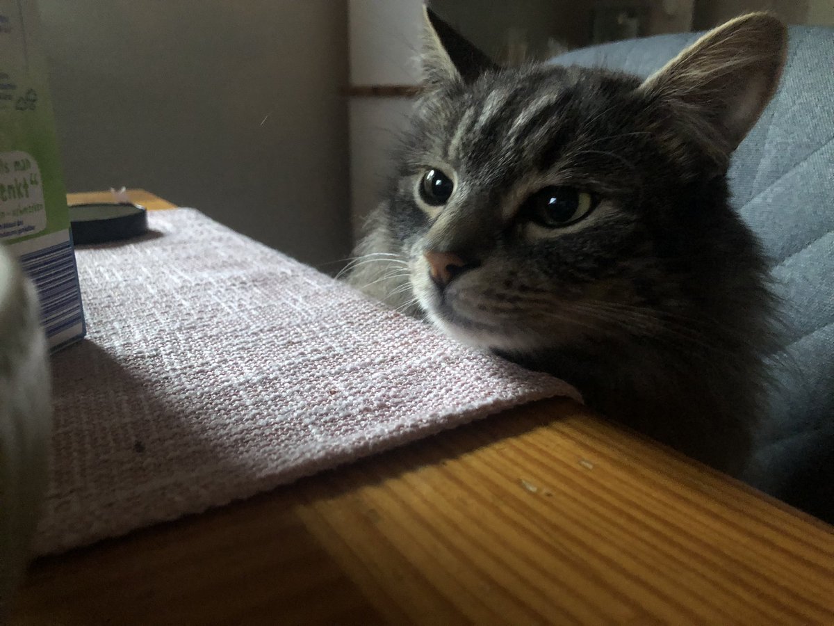 bunnillaparty's tweet photo. Was having breakfast and he suddenly popped up from the chair https://t.co/4Is5tmmTcN