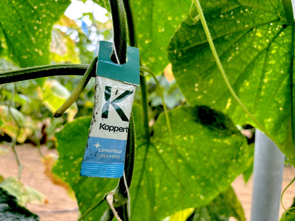 REVISTA F&H tweet media