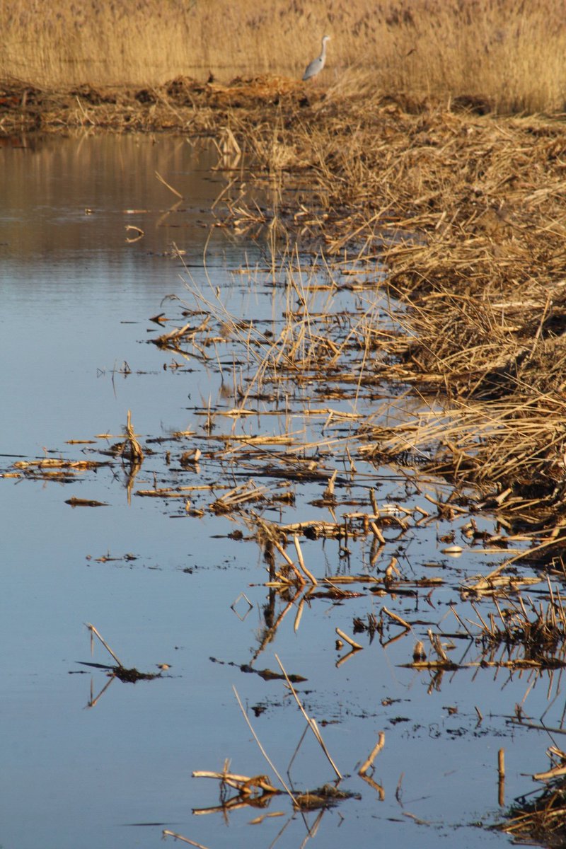 MAW Holmes tweet media