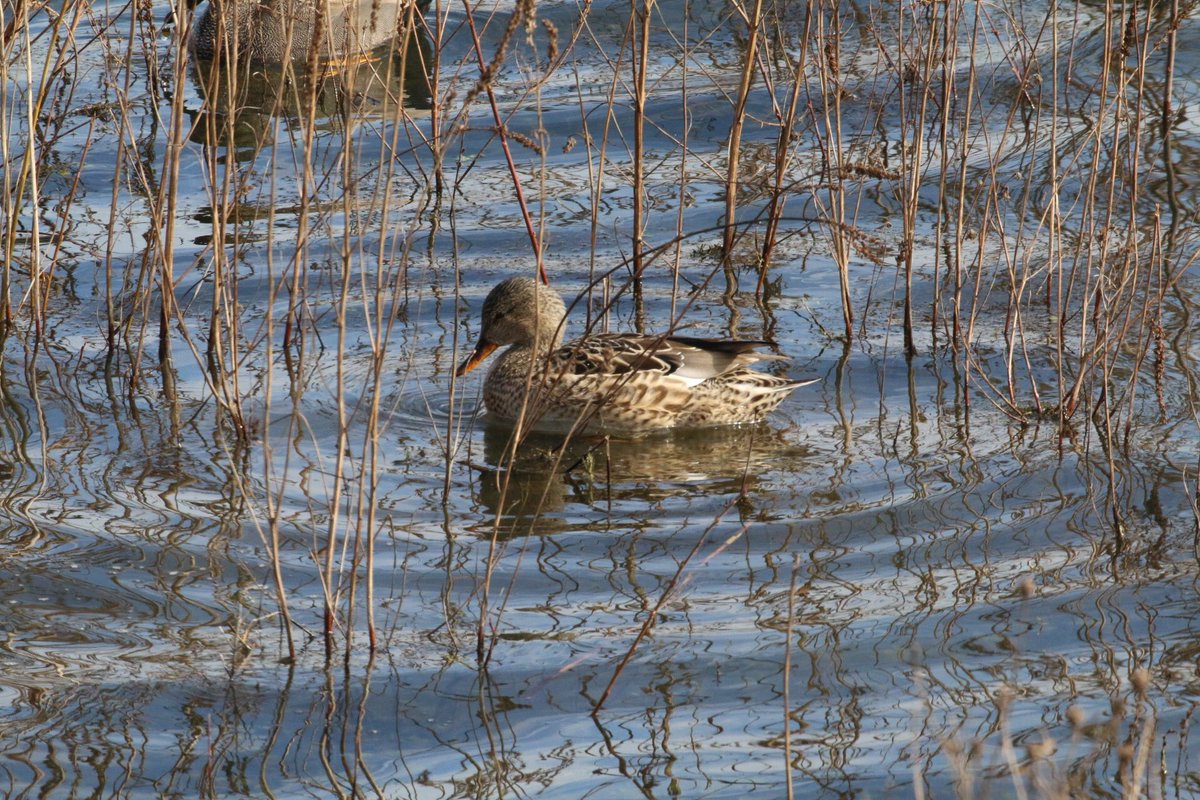 MAW Holmes tweet media