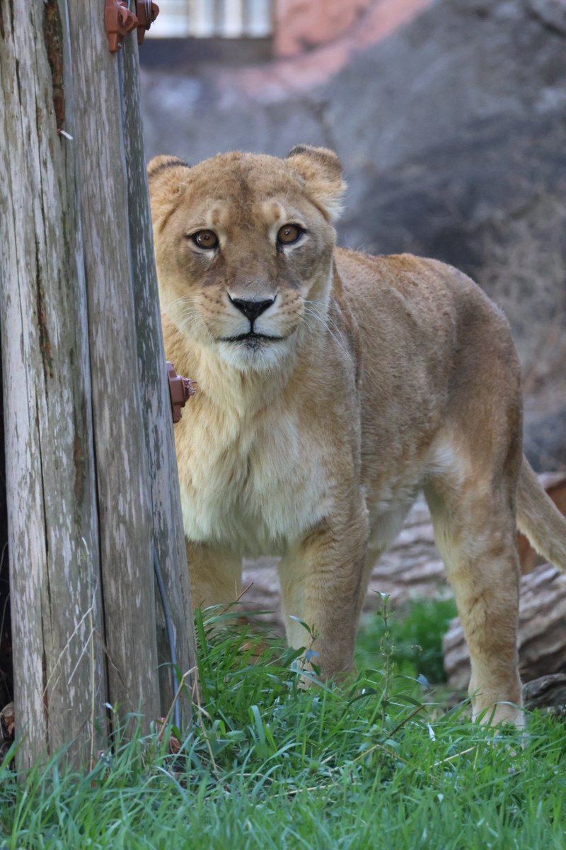今日は遅番のルナ💕

⏳13:24交代

📷2026.3.4
#ルナ
#ライオン
#東山動植物園