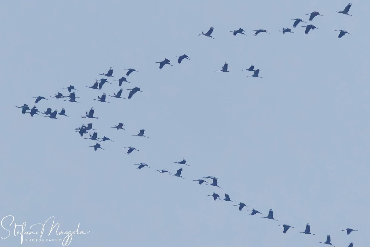 Stefano Mazzola tweet media