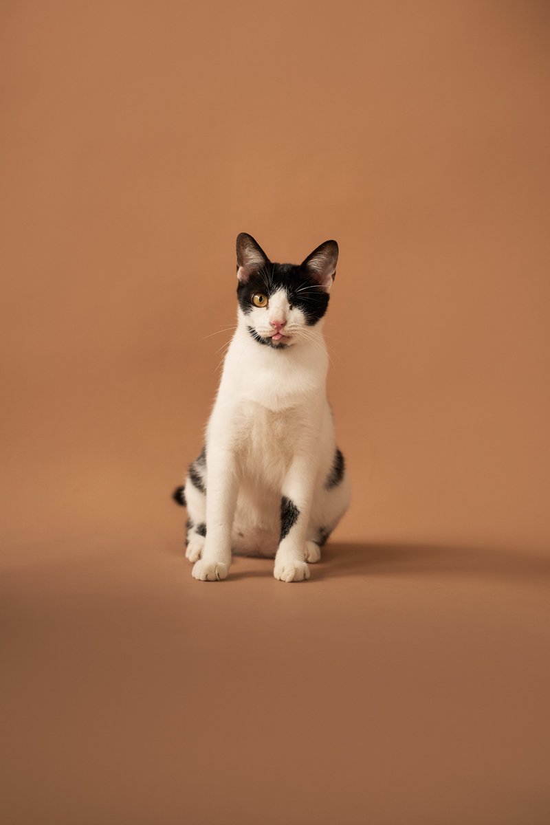 Soi Dog Adoptions tweet media