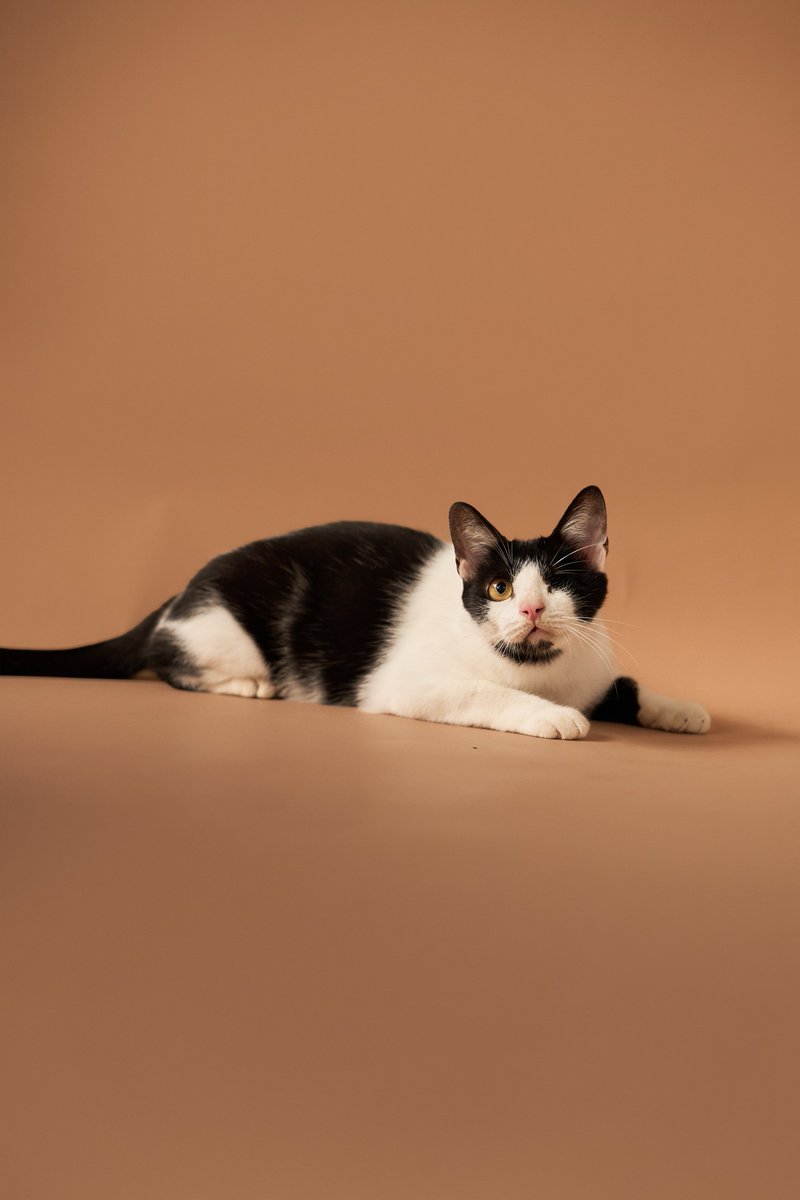 น้องแมวหาบ้านวันนี้🧡 

📷บอนชอน เพศผู้ อายุ 2 ปี 5 เดือน

สนใจรับเลี้ยงแอดไลน์ @adoptionth 
หรือโทร 061-2642296

#availableforlocal #แมวหาบ้าน #หาบ้านให้แมว #แมวจรหาบ้าน #ลูกแมว