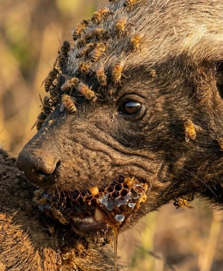hankasello's tweet photo. A Honey Badger is the John Wick of the animal kingdom 😂😂😂😂 https://t.co/H45giUCQoC
