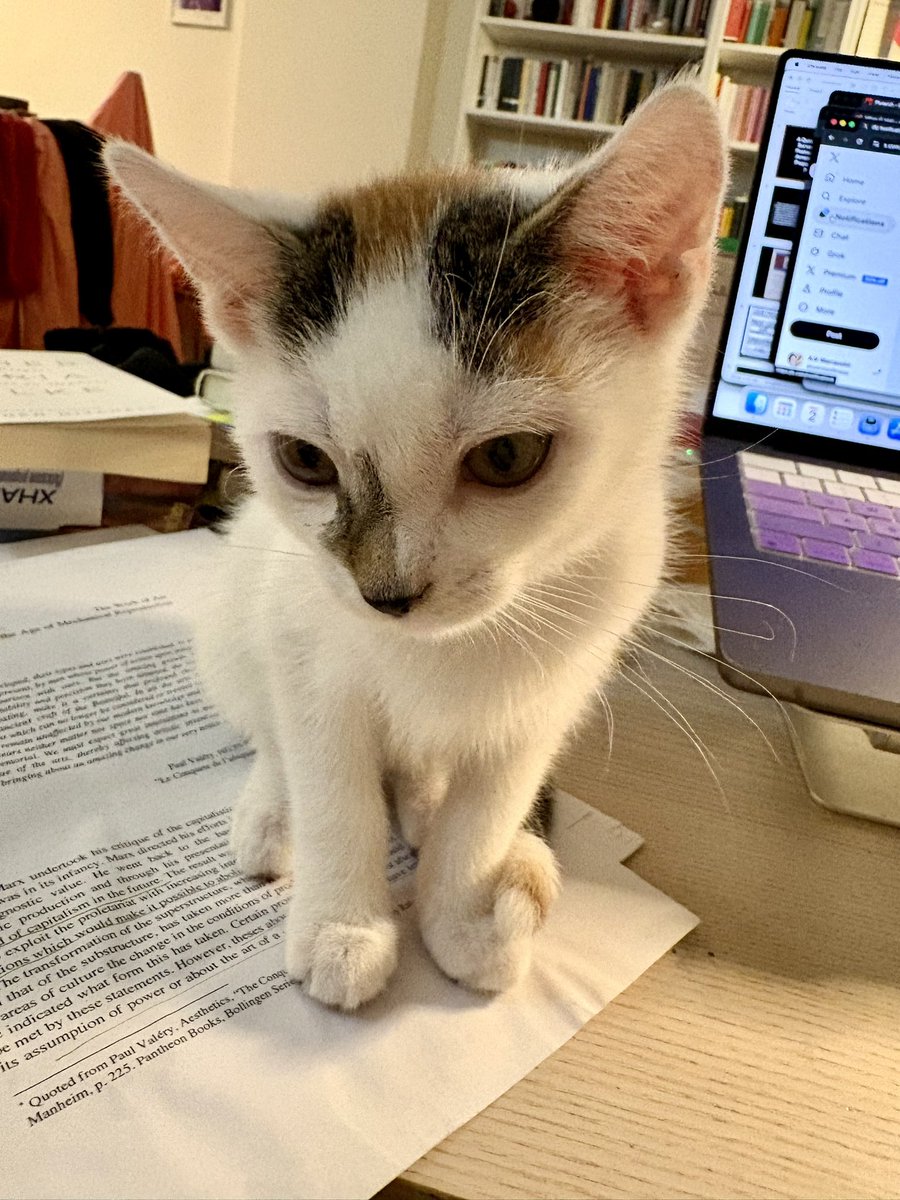 A.V. Marraccini tweet media