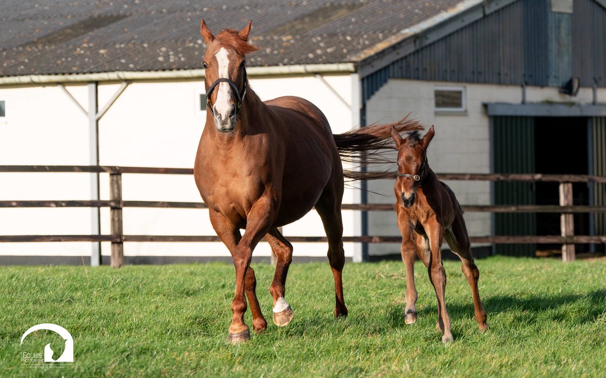 Blue Diamond Stud tweet media