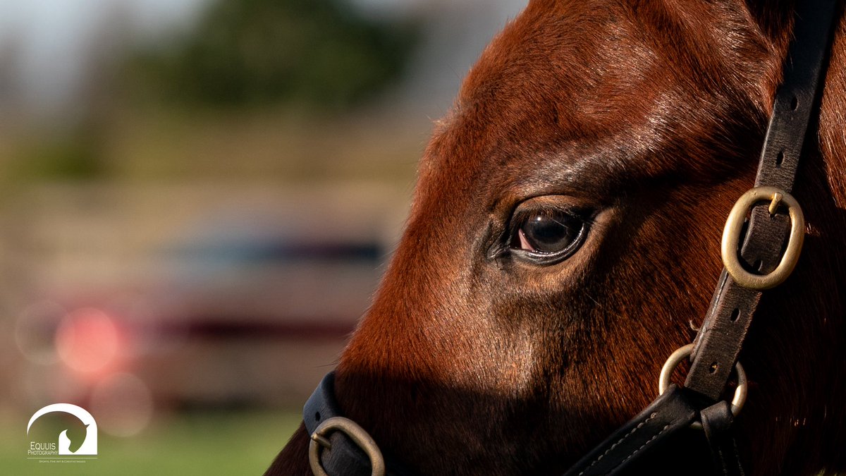 Blue Diamond Stud tweet media