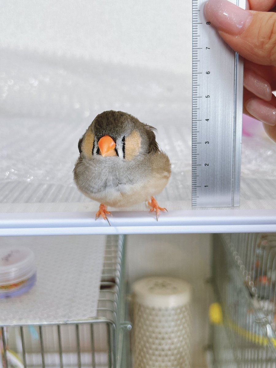 1214_ami's tweet photo. だからインコじゃねーって言ってんだろうが！！
バードしめじはキンカチョウ！！大きさはこのくらい、体重は11.4グラム、鳴き声はﾍﾟｪｰﾝ!!だ！！記事にする前に種類くらいちゃんと調べとけ！！ https://t.co/GPnwmsQPzZ