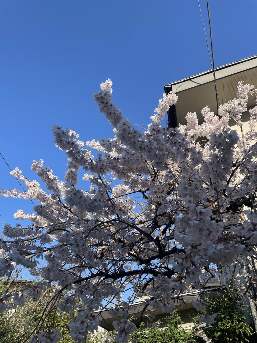 minemaituru's tweet photo. 春の修行イベントでもある確定申告
e-taxで無事に提出出来て一安心✨
年々やりやすくなってる気がする✨
まとめてる間知恵熱出たけど🤣
なんと満開の桜を見つけました🌸 https://t.co/R5IVDllwZM