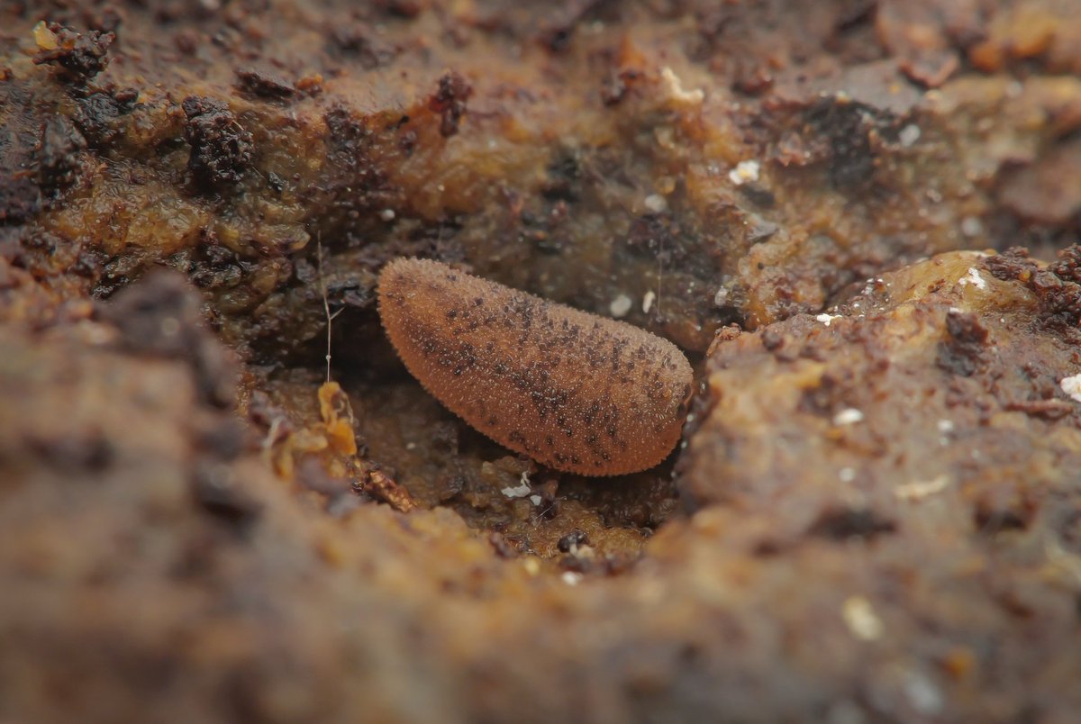 ゲッチョ (@kamagettyo) / Posts / X