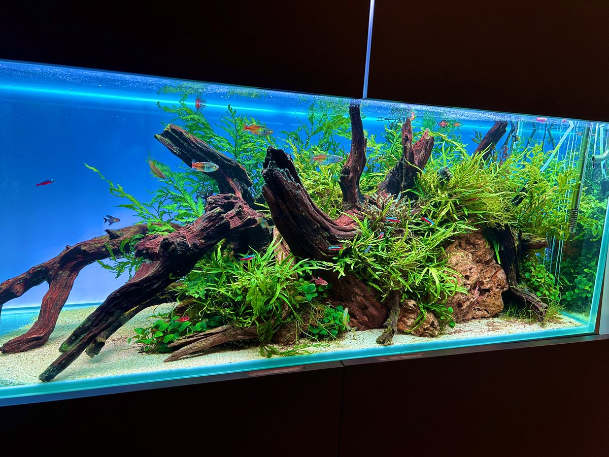 ken@aquarium (@kenaquarium1) / Posts / X