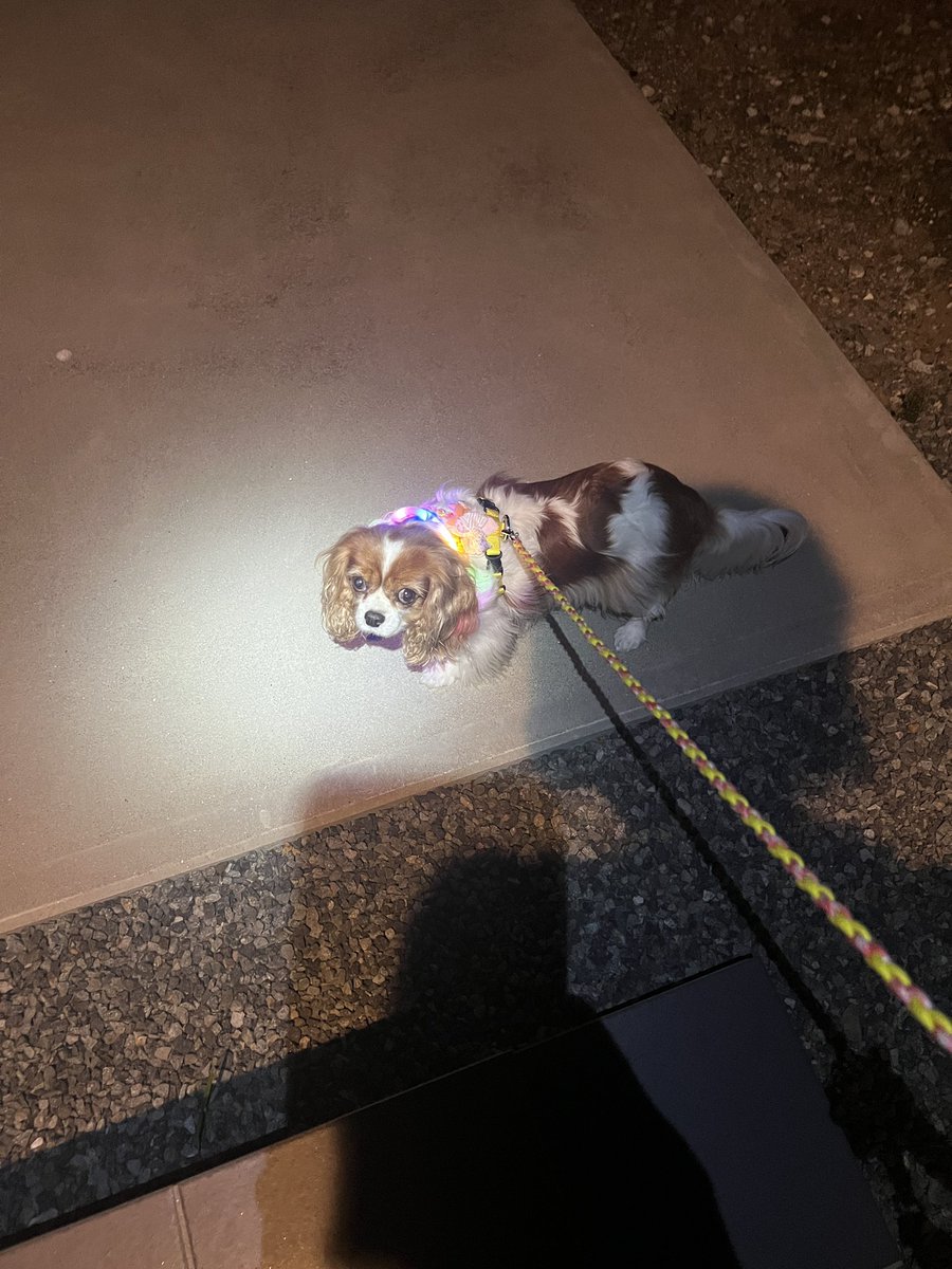 cavalierchiroru's tweet photo. 夜散歩。LEDライトで目立つねー https://t.co/IEbZdLsLx0