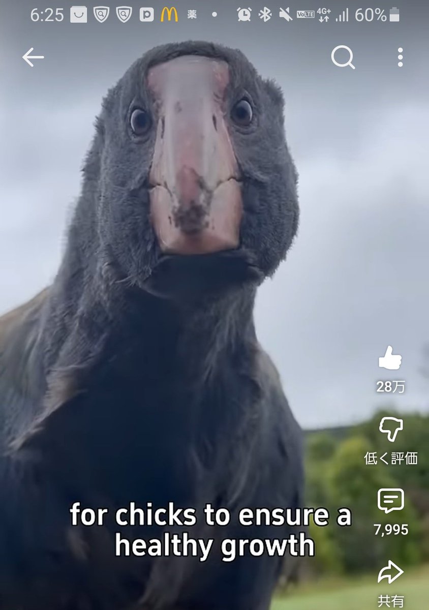 ショート動画観てたらめっちゃ恐竜みたいな鳥出てきた！！！ 恐竜は鳥