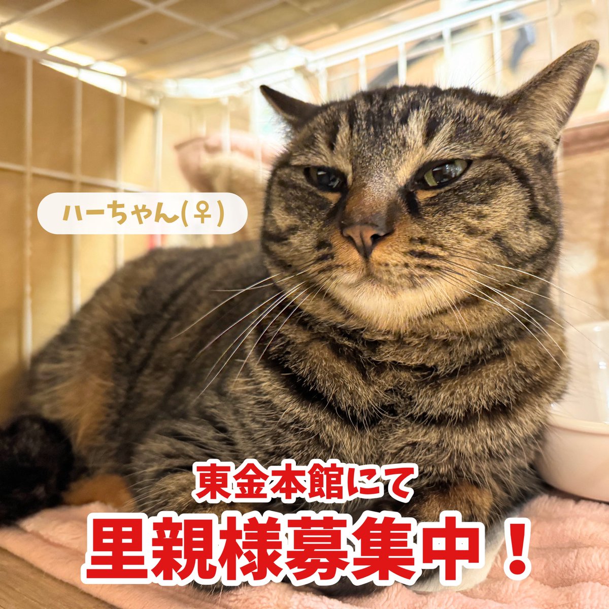 ねこのす 動物保護施設 tweet media