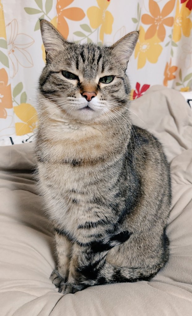 ゴロー🐾 (@cat_56chan) / Posts / X