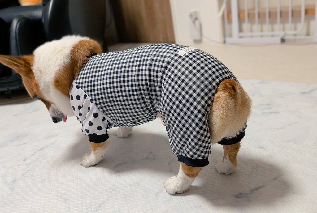 コーギーめるぱる🍎めぐすけ tweet media