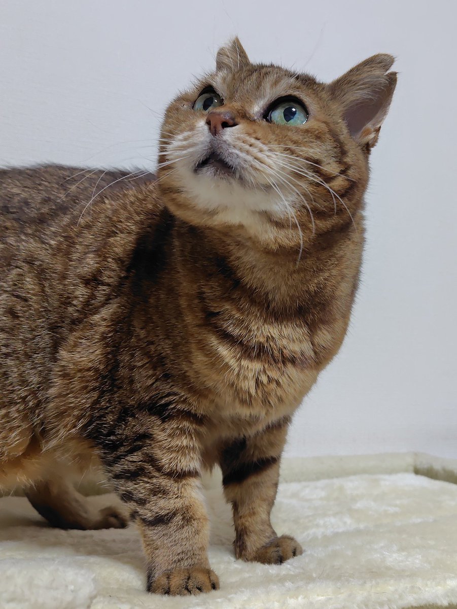 寒いのでエアコンON。12→17℃
動くエアコン見るにゃんこ。